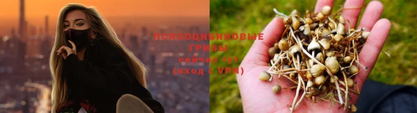 PSILOCYBIN Михайлов